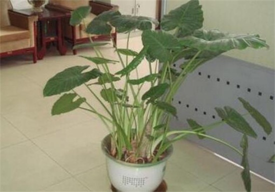 滴水观音如何浇水,可适当采用浸盆法/冬季喷水即可