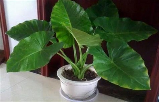 滴水观音如何浇水,可适当采用浸盆法/冬季喷水即可