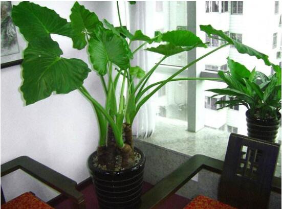 滴水观音能放在客厅吗，滴水观音摆放风水学