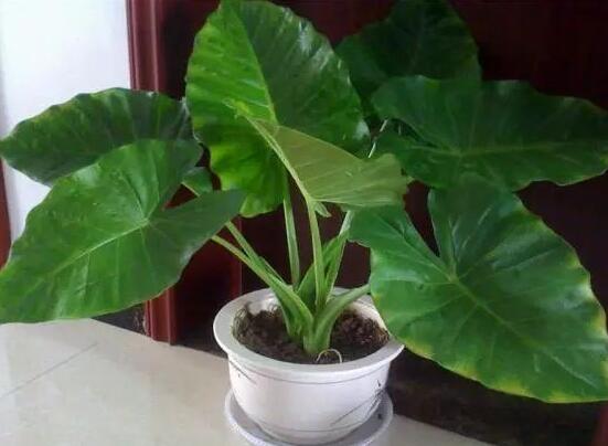 滴水观音能放在客厅吗，滴水观音摆放风水学