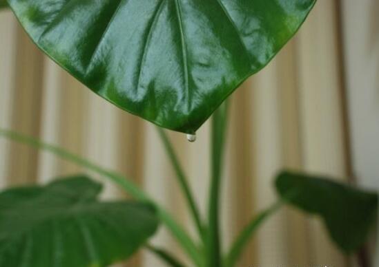 滴水观音能放在客厅吗，滴水观音摆放风水学