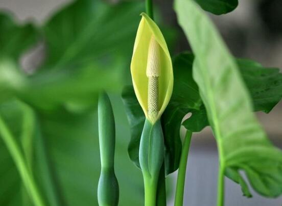 滴水观音能放在客厅吗，滴水观音摆放风水学