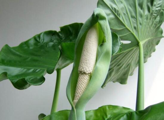 滴水观音能放在客厅吗，滴水观音摆放风水学