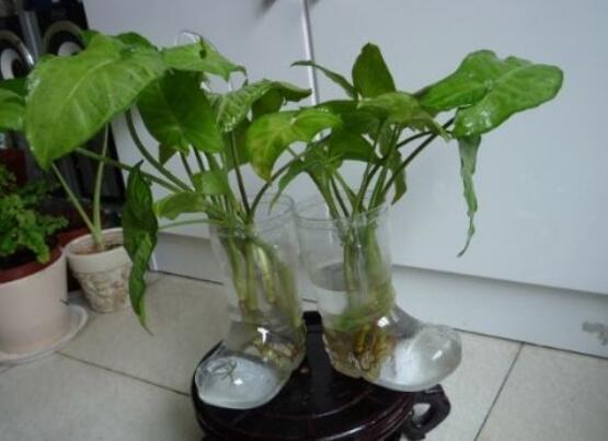 滴水观音能放在客厅吗，滴水观音摆放风水学