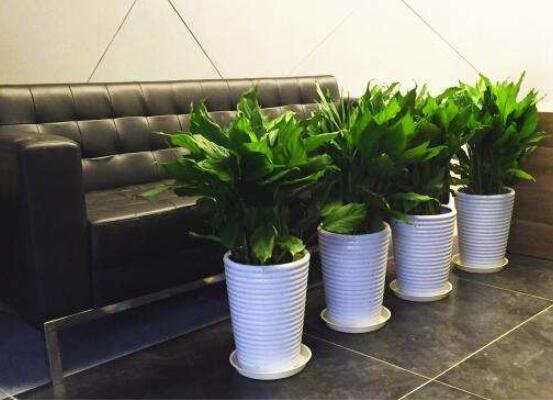 滴水观音能放在客厅吗，滴水观音摆放风水学