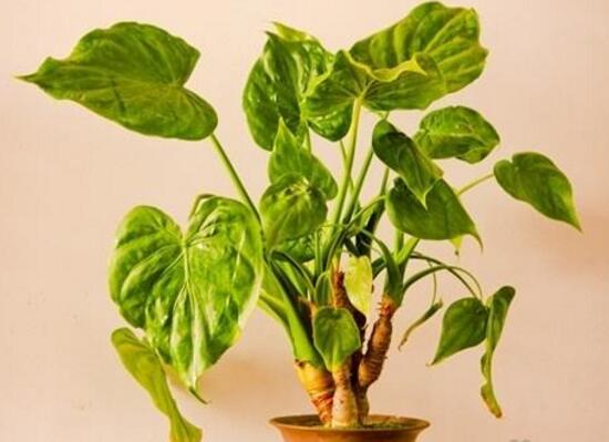 滴水观音根茎如何繁殖,分离小株植入盆中