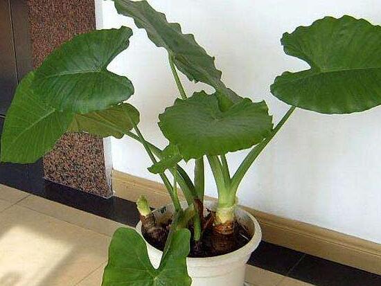 滴水观音根茎如何繁殖,分离小株植入盆中