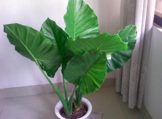 滴水观音根茎如何繁殖,分离小株植入盆中