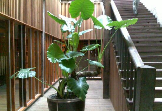 滴水观音根茎如何繁殖,分离小株植入盆中