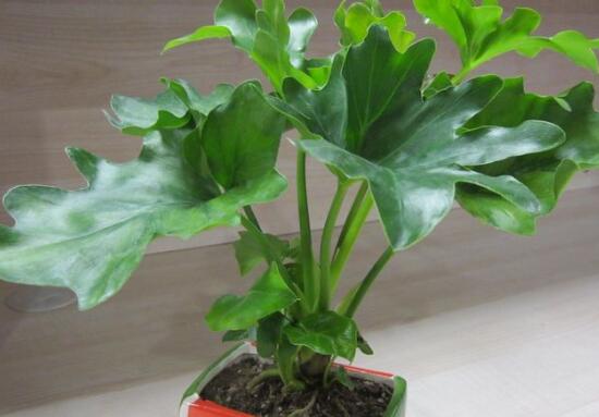 滴水观音根茎如何繁殖,分离小株植入盆中