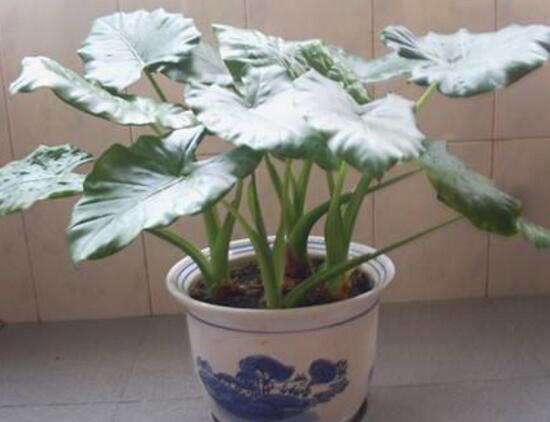 滴水观音根茎如何繁殖,分离小株植入盆中