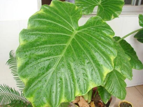 滴水观音根茎如何繁殖,分离小株植入盆中