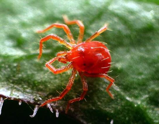 滴水观音根茎如何繁殖,分离小株植入盆中