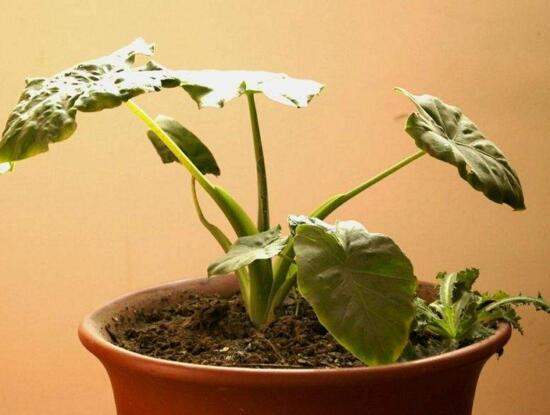 滴水观音如何移植，三个步骤简单完成