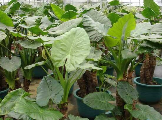 滴水观音如何移植，三个步骤简单完成