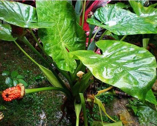 滴水观音如何移植，三个步骤简单完成