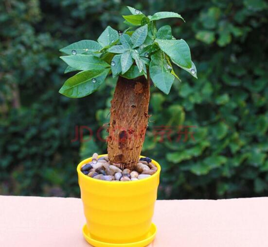 滴水观音如何移植，三个步骤简单完成