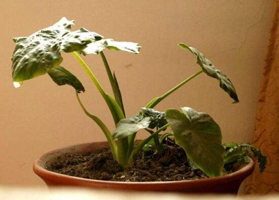 滴水观音如何移植，三个步骤简单完成