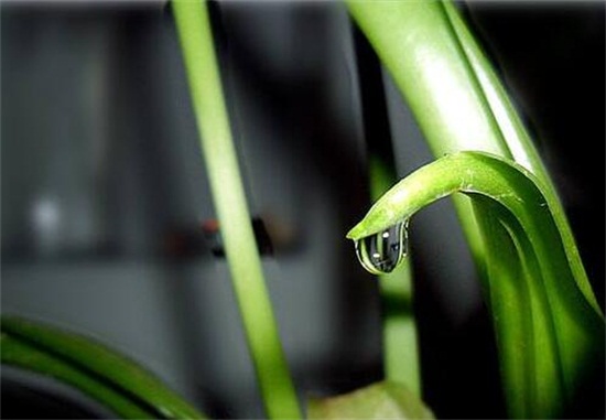 滴水观音如何移植，三个步骤简单完成