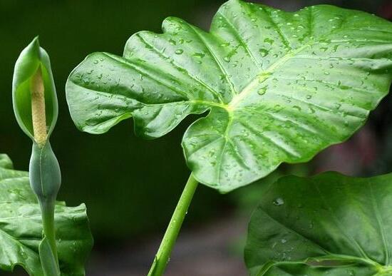 滴水观音如何移植，三个步骤简单完成