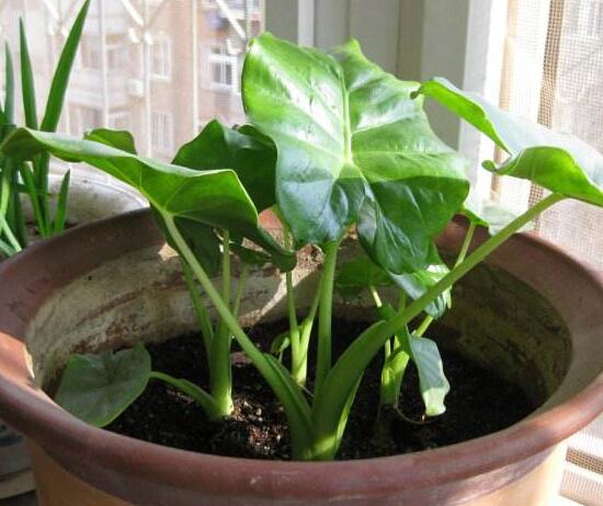 滴水观音如何移植，三个步骤简单完成