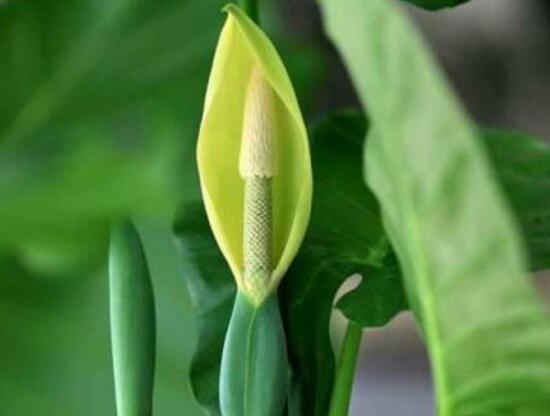 滴水观音如何移植，三个步骤简单完成