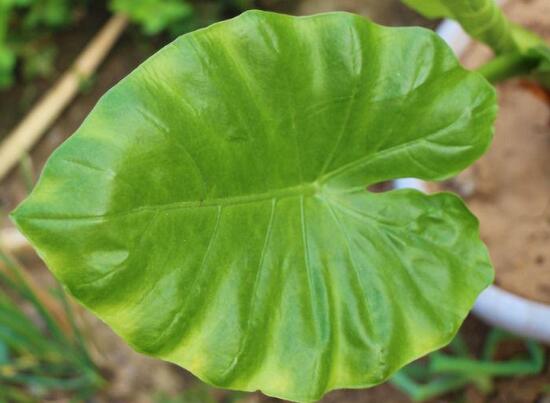 滴水观音如何扦插,滴水观音扦插繁殖图解