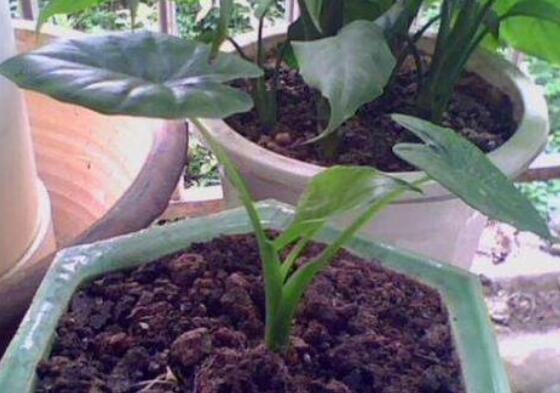 滴水观音如何扦插,滴水观音扦插繁殖图解