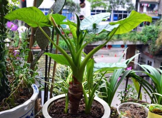 滴水观音如何扦插,滴水观音扦插繁殖图解