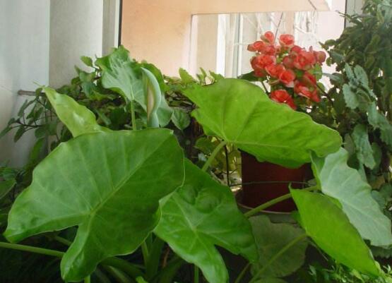 滴水观音如何扦插,滴水观音扦插繁殖图解