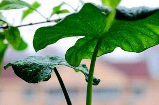 滴水观音如何扦插,滴水观音扦插繁殖图解
