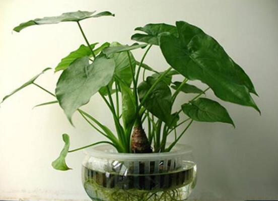 滴水观音水培改土培办法，滴水观音水土转换只需5步