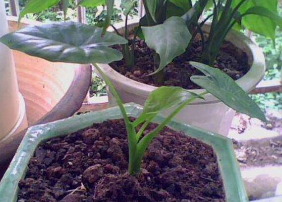 滴水观音水培改土培办法，滴水观音水土转换只需5步