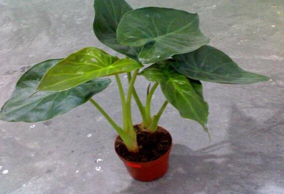 滴水观音水培改土培办法，滴水观音水土转换只需5步