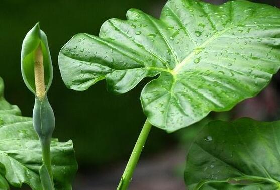 滴水观音水培改土培办法，滴水观音水土转换只需5步