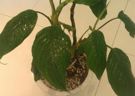 滴水观音水培改土培办法，滴水观音水土转换只需5步