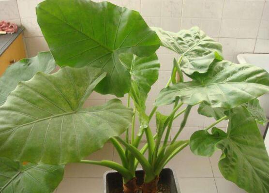 滴水观音水培改土培办法，滴水观音水土转换只需5步