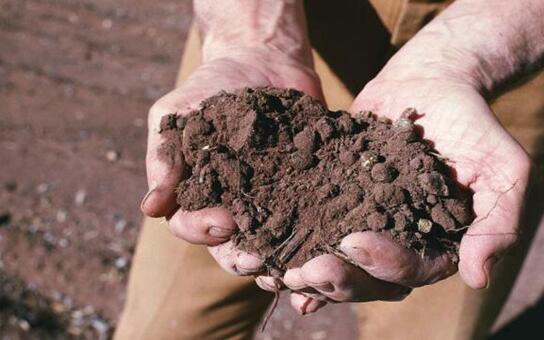 滴水观音如何养长得好，5个要点养出茂盛的滴水观音