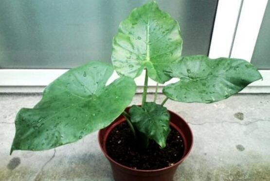 滴水观音如何养长得好，5个要点养出茂盛的滴水观音