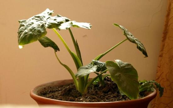 滴水观音如何养长得好，5个要点养出茂盛的滴水观音