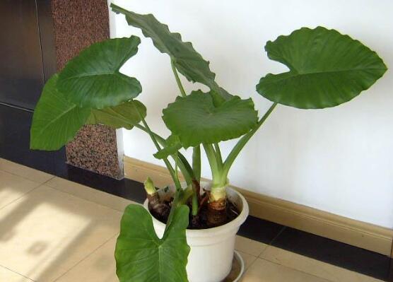 滴水观音如何养长得好，5个要点养出茂盛的滴水观音