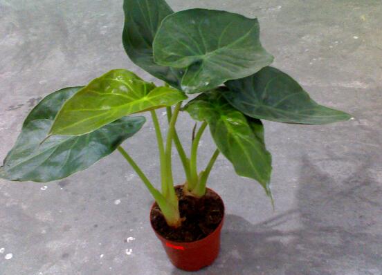 滴水观音如何养长得好，5个要点养出茂盛的滴水观音