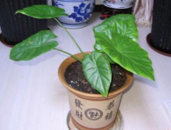 滴水观音如何养长得好，5个要点养出茂盛的滴水观音