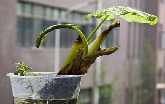 滴水观音根部腐烂如何办，切除腐烂根部后消毒重新种植