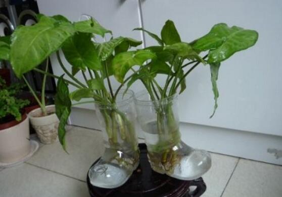 滴水观音根部腐烂如何办，切除腐烂根部后消毒重新种植