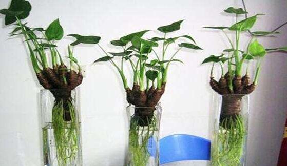 滴水观音根部腐烂如何办，切除腐烂根部后消毒重新种植