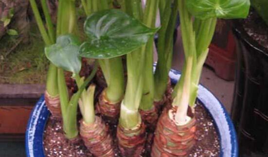 滴水观音根部腐烂如何办，切除腐烂根部后消毒重新种植