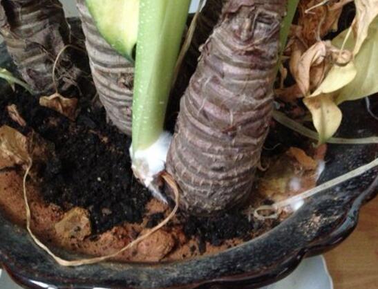 滴水观音根部腐烂如何办，切除腐烂根部后消毒重新种植