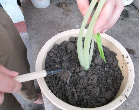 滴水观音根部腐烂如何办，切除腐烂根部后消毒重新种植