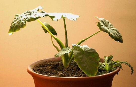 滴水观音根部腐烂如何办，切除腐烂根部后消毒重新种植